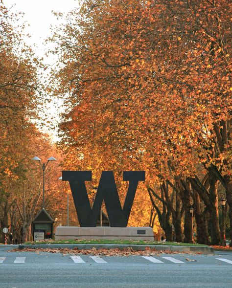 UW's Memorial Way during the fall! University Of Washington Seattle Campus, College Campus Photography, Uw Huskies, Entrance Signage, Seattle University, University Of Washington Huskies, College Vision Board, Xmas 2024, Washington State University