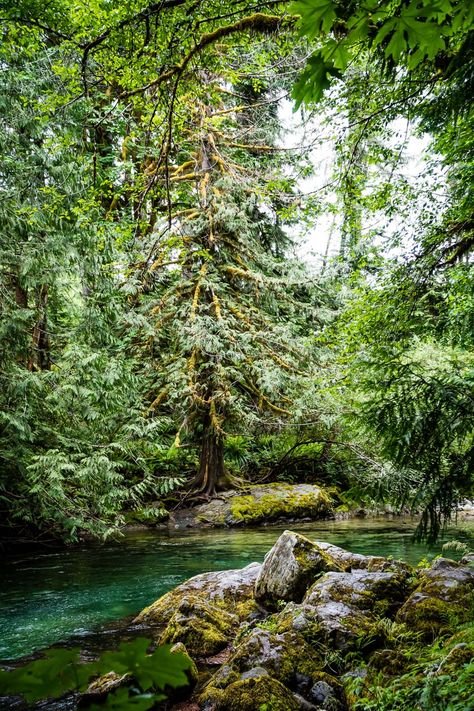 Port Alberni, Green Pool, Big Mountain, Travel Van, Cedar Trees, River Falls, Explore Canada, Going Places, Day Hike