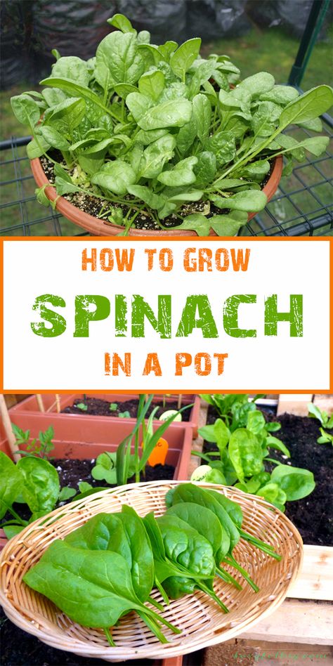 How To Grow Spinach, Grow Spinach, Gemüseanbau In Kübeln, Growing Spinach, Growing Tomatoes In Containers, Container Garden Design, Healthy Balanced Diet, Growing Veggies, Garden Types