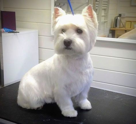 West Highland White Terrier Haircuts, Westie Haircut Hairstyles, Westie Haircut, Westie Grooming, Shitzu Dogs, Westie Puppies, Dog Haircuts, Dog Cuts, Highlands Terrier