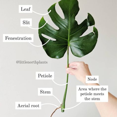 Propagate Monstera, Monstera Plant Care, Plant Mama, Plant Journal, Plant Parent, Green Magic, Plants Are Friends, Plant Photography, Monstera Plant