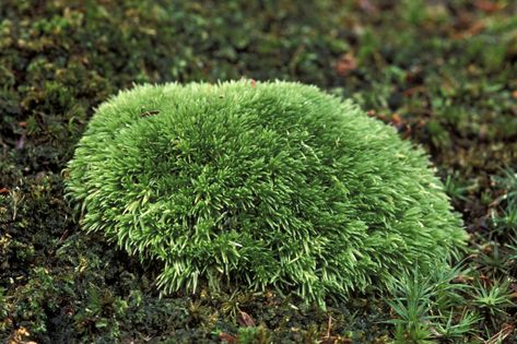 Non-vascular plants include mosses, liverworts, and hornworts. Also called bryophytes, these plants have no vascular tissue, flowers, or seeds. Fungi Images, Ginseng Plant, Science Plants, Moss Planter, Plant Adaptations, Montessori Science, How To Draw Flowers, Kingdom Plantae, Moss Plant