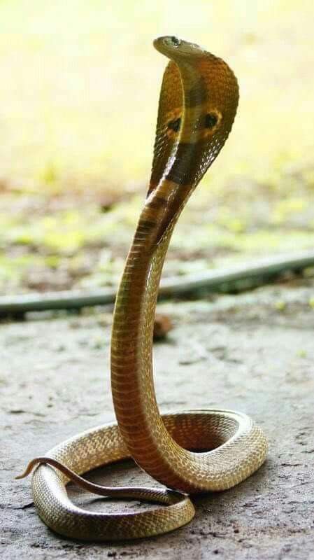 Indian Cobra, King Cobra Snake, Snake Photos, Colorful Snakes, Snake Wallpaper, Amazing Animal Pictures, Cobra Snake, Snake Charmer, Reptile Snakes