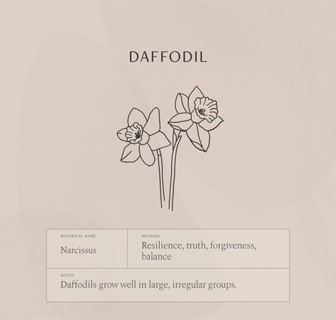 Daffodil Flower Meaning, Daffodil Tattoo Meaning, Narcissus Flower Meaning, Daffodil Meaning, Minimalist Tattoo Ideas With Meaning, Flower Symbolism, Meaningful Wrist Tattoos, Daffodil Tattoo, Rose Drawing Tattoo