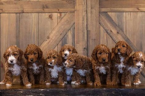 Mini Irish Doodle, Irish Setter Puppy, Irish Doodle, Puppy Litter, Doodle A, Goldendoodle Puppy For Sale, Goldendoodle Puppies, Designer Dogs, Doodle Puppy