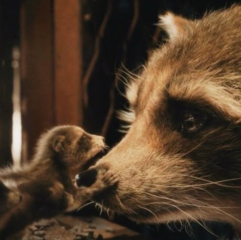 Racoon Aesthetic, Rocket Racoon, Marvel Wall Art, Pokemon Backgrounds, Marvel Wall, Cool Pokemon Wallpapers, Galaxy Tattoo, Marvel Photo, Rocket Raccoon