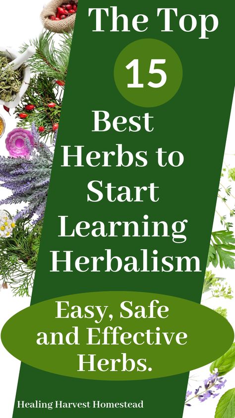 Beginner Herbalist, Home Apothecary, Herbal Education, Herbal Medicine Recipes, Herbal Salves, Herbal Plants, Healthy Herbs, Herbal Apothecary, Herbal Healing