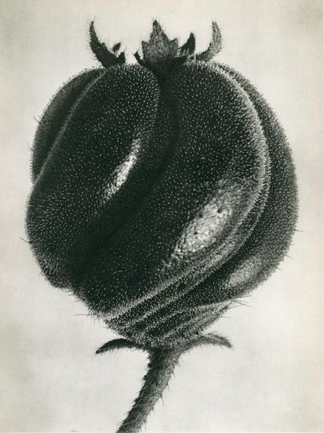 Wonders of nature: Michael Hoppen Gallery debuts an online collection of works by Karl Blossfeldt | Wallpaper* Karl Blossfeldt, White Photo, A Black, Black And White, Photography, White, Black