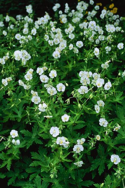 Geranium phaeum 'Album' Geranium Phaeum 'album', White Perennials, Amur Maple, Geranium Phaeum, White Flowers Garden, Plant Palette, Planting Ideas, White Garden, Office Plants