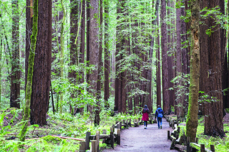 Guerneville California, Banana Slugs, Humboldt Redwoods State Park, Big Basin, Coast Redwood, Coastal Redwood, Big Trees, Kings Canyon National Park, Tree Felling