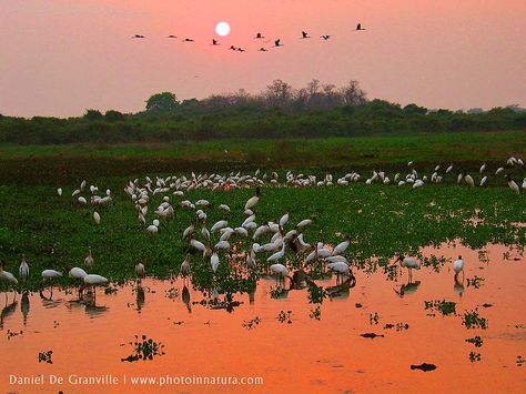 Corumbá (MS) - Pantanal Brazilian cities with immense tourist potential ( Cidade Brasileiras com imenso potencial turístico)! - SkyscraperCity Bd Art, Brazil Travel, Places Around The World, Beautiful Beaches, Ecuador, Beautiful World, Wonders Of The World, South America, Mother Nature