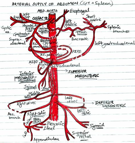 Anterior Branches of Abdominal Aorta Abdominal Aorta Anatomy, Sonography Student Aesthetic, Abdominal Anatomy, Anatomy Diagrams, Diagnostic Medical Sonography Student, Arteries Anatomy, Sonography Student, Abdominal Aorta, Medical Ultrasound