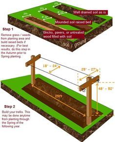 How To Grow Raspberries, Grow Raspberries, Raspberry Trellis, Root Plants, Raspberry Bush, Growing Raspberries, Raspberry Plants, Berry Garden, Garden Vines