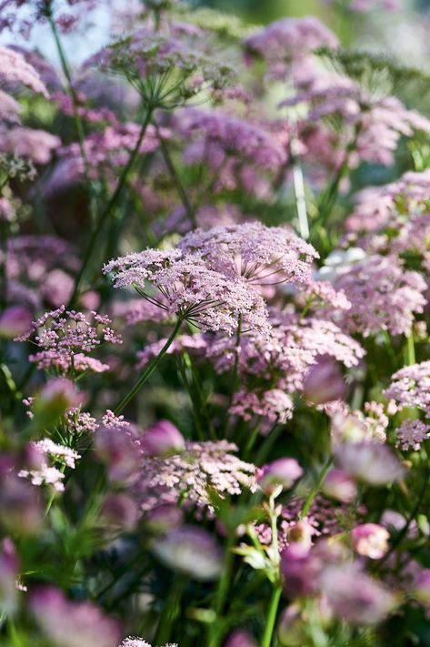 Combining Arts and Crafts style with New Perennial planting - Gardens Illustrated Arts And Crafts Garden, Gardens Illustrated, Small Cottage Garden Ideas, Blue Geranium, English Garden Style, English Garden Design, Carolina House, Fragrant Roses, Arts And Crafts Style