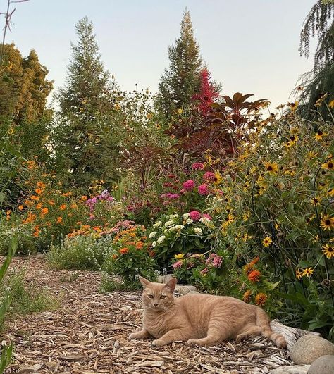 cottage garden cat • Instagram Cat Cottage, Animation Classes, Side Garden, Future Life, Cat Life, Stop Motion, Cat Love, Cottage Garden, Cottage