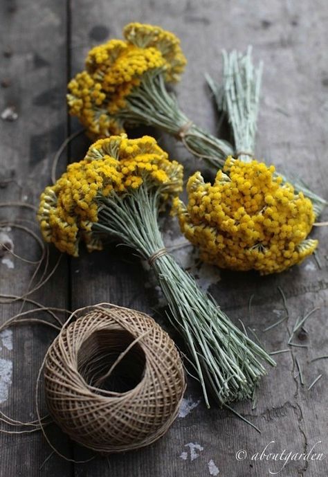 Herbs Image, Helichrysum Italicum, Aromatic Plant, Herbal Magic, Flower Therapy, Arte Floral, Herb Garden, Cut Flowers, Pressed Flowers