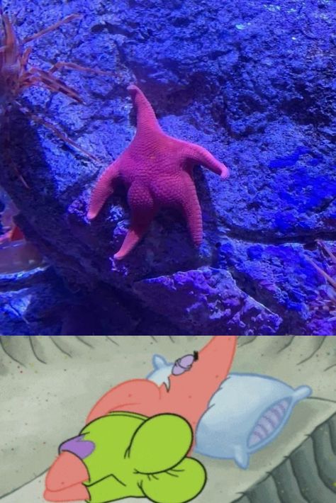 Funny and cute starfish that looks like patrick from Spongbob. #funny animals #cat #dog #starfish #spongbob Cute Starfish, Funny Content, Funny And Cute, Starfish, Poster Wall, Poster Wall Art, Funny Animals, Dog Cat, Fish