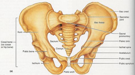 Pelvis Anatomy - Recon - Orthobullets Pelvis Anatomy, Hip Anatomy, Pelvic Girdle, Pelvic Bone, Anatomy Bones, Skeleton Anatomy, Pelvic Region, Hip Flexor Stretch, Lower Limb