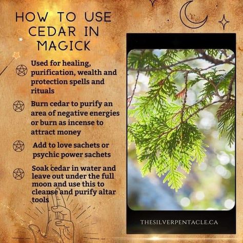 Herb Pantry, Witchy Ingredients, Witchy Notes, Witchy Plants, Magical Herbs Witchcraft, Herb Magick, Herbs Witchcraft, Hedge Witchcraft, Medicinal Herbs Remedies