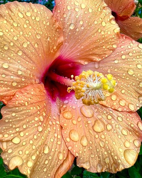 Digital photo of apricot hibiscus flower with magenta and yellow and rain. Gorge Aesthetic, Hibiscus Aesthetic, Magenta And Yellow, Pretty Flowers Pictures, Scary Drawings, Coconut Dream, Very Beautiful Flowers, Magenta Color, Photography Flowers