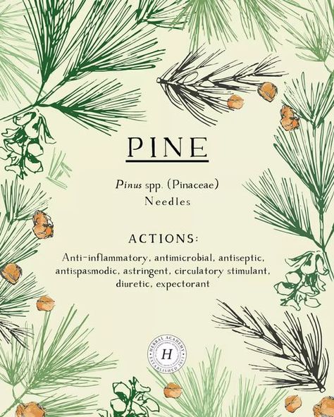 Medicinal Herbs Remedies, Pinus Strobus, Pine Needle Tea, Herbal Academy, Herbal Steam, Diy Herbal Remedies, White Pine Tree, Medical Herbs, Holistic Health Remedies