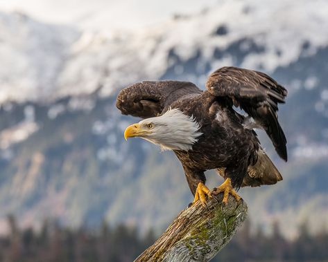 Talons Bird, Philippine Eagle, Haliaeetus Leucocephalus, Bird Breeds, Simple Western Wallpaper, Eagle Images, Western Wallpaper, Eagle Pictures, Eagle Art