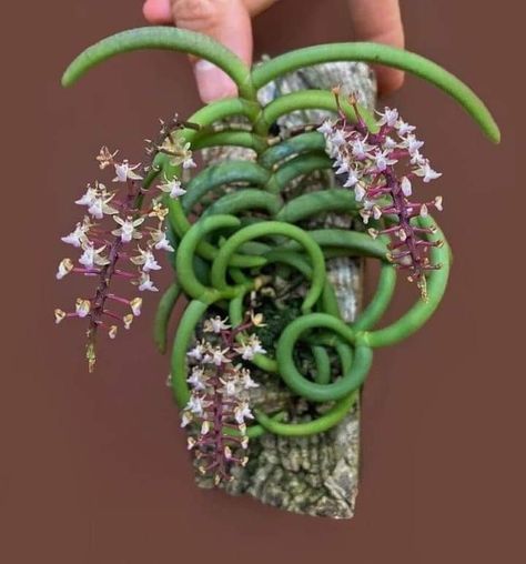 Orchid Plant Care, Miniature Orchids, Types Of Orchids, Weird Plants, Rare Orchids, Plant Fungus, Growing Orchids, Exotic Orchids, Orchids Garden