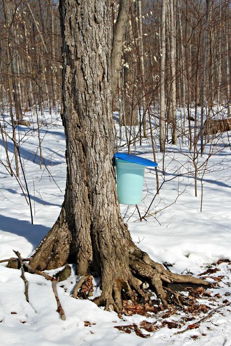 Sugar Bush, Ontario, Canada Starbucks Lemon, Vanilla Coffee Creamer, Sugar Bush, I Am Canadian, Canada Eh, Vanilla Candle, O Canada, Childhood Days, Cat Recipes