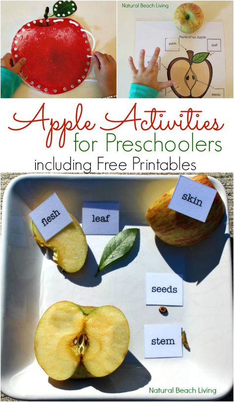 Apple activities for preschoolers, science, fine motor skills, free printables Great Apple books, sensory play, and more. The Perfect Fall Preschool Theme. Apple Theme Sensory, Montessori Themes, Books About Apples, Parts Of An Apple, Apple Science Experiments, Apple Theme Activities, Apple Science, Preschool Apple Theme, September Preschool