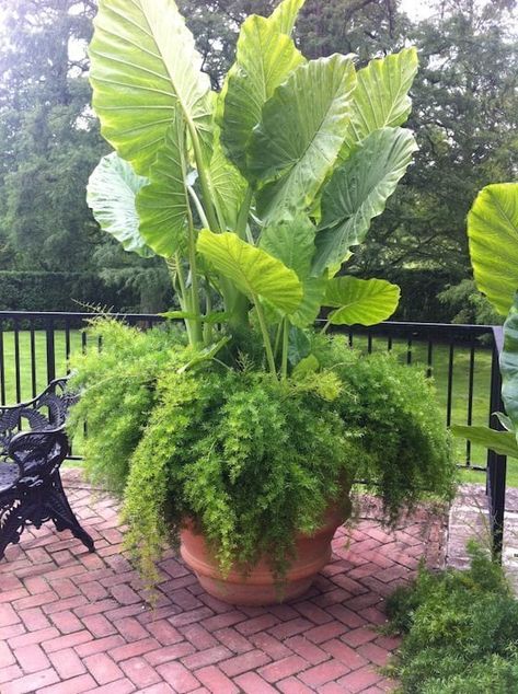 Bar Pallet, Clay Garden, Elephant Ear Plant, Container Garden Design, Container Gardening Flowers, Longwood Gardens, Pallet Garden, Unusual Plants, Garden Containers