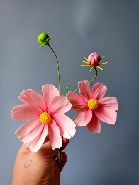 Focus Background, The Language Of Flowers, Open Flower, Cosmos Flowers, Gum Paste Flowers, Out Of Focus, Language Of Flowers, Pretty Plants, Single Flower