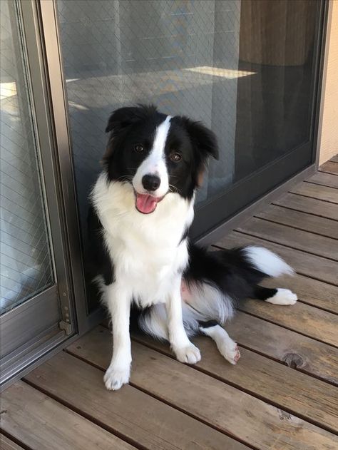 Can You Feel It? Border Collie Training, Border Collie Puppies, Collie Puppies, Can You Feel It, Tiny Puppies, Australian Shepherds, Border Collie Dog, Blue Merle, Border Collies