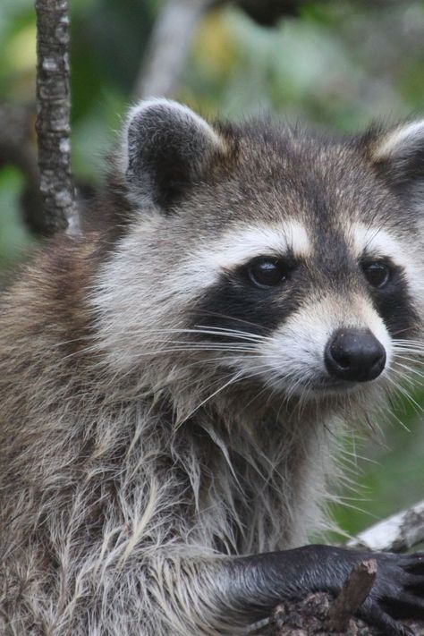 Raccoon Face, Raccoon Family, Baby Raccoon, Raccoon Funny, Cool Face, Trash Panda, Racoon, Endangered Species, Nature Animals