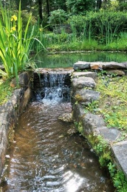 Dragonfly Pond, Water Wall Fountain, Patio Pond, Water Gardens Pond, Garden Pond Design, Anderson Sc, Herb Farm, Dream Landscape, Pond Water Features