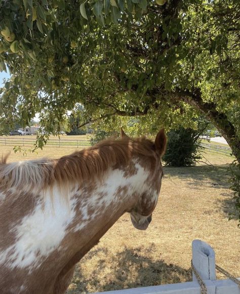 Cavalry Aesthetic, Cows Aesthetic, Flatland Cavalry, Taylor Swift Debut Album, Moving To Tennessee, Nostalgia Childhood, Taylor Swift Debut, Childhood Aesthetic, Aesthetic Era