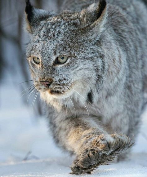 Lince canadiense. Childhood Memories Toys, Cat Family, Ocean Creatures, Lynx, Nature Animals, Four Legged, Big Cats, Animal Pictures, Feline