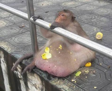 <3 Fat Monkey, Monkey Names, Funny Monkey, Monkey Pictures, Monkey 3, Pet Monkey, Monkeys Funny, A Monkey, Primates