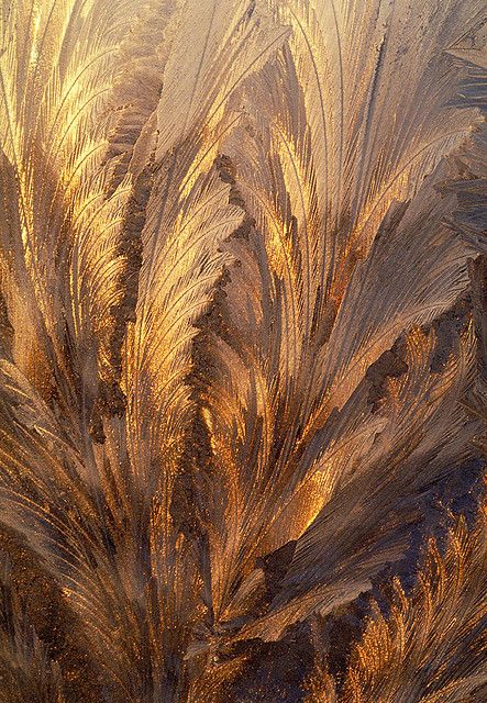 Frost on Window  - this is stunning. looks like frozen foliage. I know it is not. Frost On Window, Star Dust, Colors Palette, Soyut Sanat Tabloları, Dragon Age Inquisition, Gold Aesthetic, Jack Frost, All That Glitters, Mellow Yellow