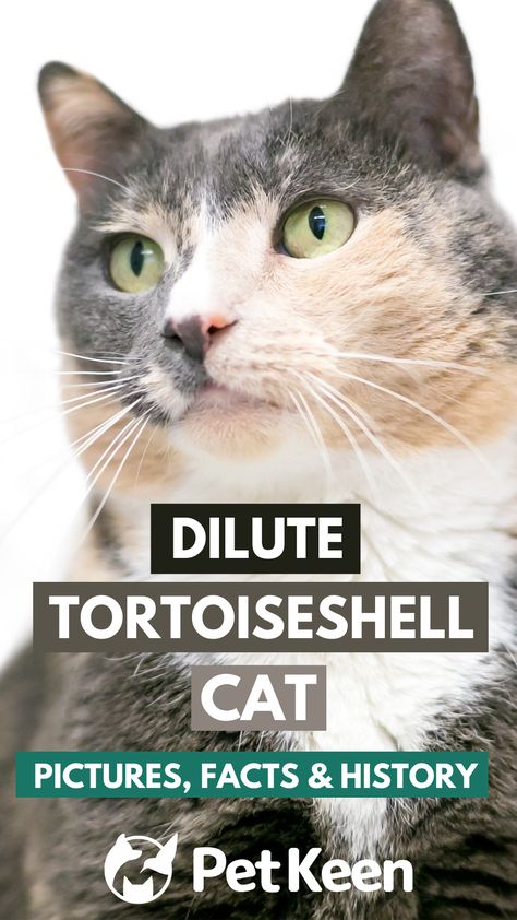 Want to learn more about dilute Tortoiseshell cats? Read on for detailed information about their origin and history. We will discuss their breed profiles, personalities, care needs, and more. Diluted Tortoiseshell Cat, Tortoise Shell Cats, Dilute Tortoiseshell Cat, Tortoiseshell Cat Personality, Tortoiseshell Cats, Cat Personality, Tortoiseshell Cat, Cat Personalities, Cat Info