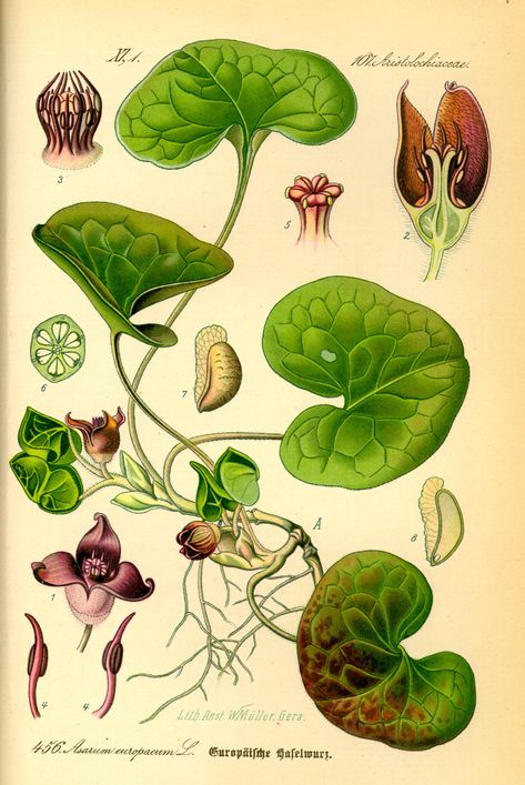 Wild Ginger, sometimes known as Canada Snakeroot, is a small stemless perennial plant in the Aristolochiaceae family, native to deciduous forests of Eastern North American. A similar variety, Asaru… Wild Ginger Plant, Historical Drawings, Ginger Plant, Wild Ginger, Antique Botanical Print, Illustration Botanique, Plant Images, Perfect Garden, Botanical Drawings