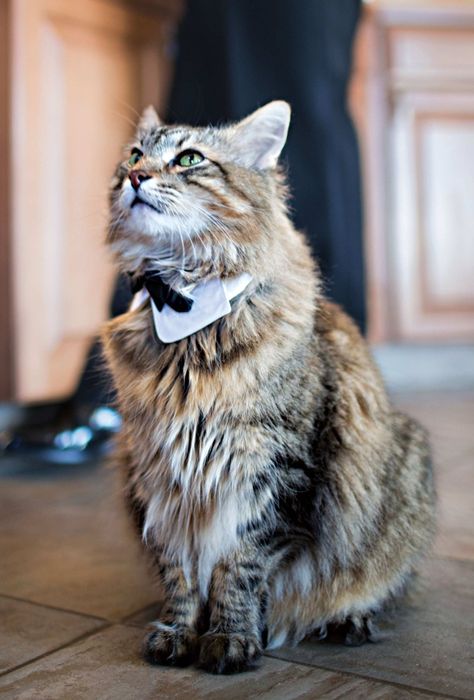 Why Your Pet Should Be Invited to Your Wedding Swiftie Wedding, Russian Blues, Cat Wedding, Star Wars Wedding, Red Hen, Wedding Pets, Russian Blue, New York Wedding, Beautiful Cats