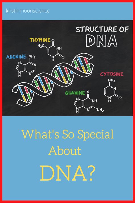 What is DNA? Why is so important and how does it function in ALL living things? Included are videos, ideas for optional experiments for at-home DNA extraction (you can extract YOUR OWN DNA!), and lots of links with more ideas for taking your learning farther (origami DNA, DNA coloring sheets, online simulations, etc. ). Macromolecules Biology, What Is Dna, Periodic Table Puns, Dna Extraction, Dna Activities, Biochemistry Notes, Human Body Projects, Moon Science, Biology Worksheet