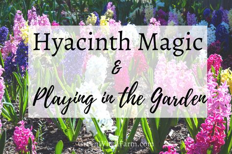 Hyacinth Magic Grape Hyacinth Medicinal Uses, Grape Hyacinth, Hyacinth Flowers, Dream Pillow, Cosmic Energy, Green Witch, Medicinal Plants, Pretty Pastel, Smells Amazing