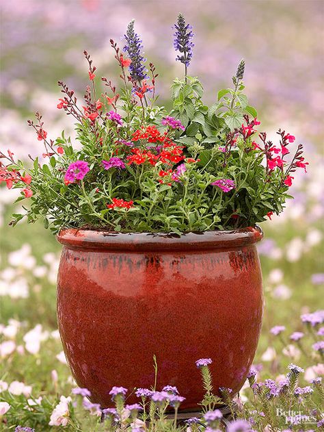 Make containers full of flowers that are known to bring in pollinators! We have the perfect recipe of buds and seeds to plant to bring in bees, hummingbirds and butterflies so your flower garden can be a living masterpiece. Create an entire container garden out of annuals, lavender and verbena to bring in all the pollinators! Salvia Greggii, Autumn Sage, Bee Friendly Flowers, Container Garden Design, Container Gardening Flowers, Garden Wallpaper, Pollinator Garden, Have Inspiration, How To Attract Hummingbirds