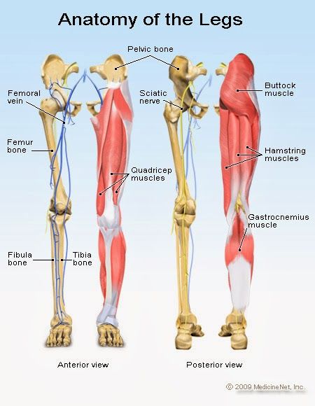 Human Anatomy and Physiology Diagrams: Anatomy of Legs Leg Muscles Diagram, Leg Muscles Anatomy, Ankle Anatomy, Muscle Diagram, Gastrocnemius Muscle, Leg Workout Women, Muscles Anatomy, Leg Anatomy, Hamstring Muscles