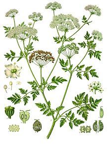 Anne R. Allen's Books: Poisoning People for Fun and Profit—Part 3: Hemloc... Hemlock Drawing, Conium Maculatum, Poison Hemlock, Poison Garden, Garden Library, Illustration Canvas, Missouri Botanical Garden, Poisonous Plants, Books Illustration