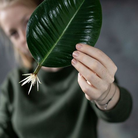 Rubber plant propagation 💪🏼 Repost from @lisamariatrauer using @RepostRegramApp - Look at this shiny rubbertree leaf with all these… Rubber Plant Propagation, Mother Of Thousands Plant, Rubber Tree Plant, Avocado Plant, Houseplant Care, Plant Propagation, Rubber Plant, Inside Plants, Growing Plants Indoors