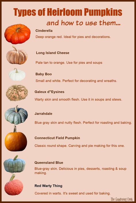 Heirloom Pumpkin Varieties, How To Use Pumpkin, Pumpkin Varieties Chart, Pumpkin Seed Uses, Heirloom Pumpkin Recipe, Starting A Pumpkin Patch Business, How To Grow Pumpkins From Seeds, Growing Pumpkins From Seeds, How To Grow Pumpkins