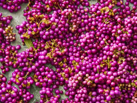 Beautyberry Jelly Beautyberry Jelly, Beauty Berry, Mulberry Recipes, How To Make Jelly, Large Mason Jars, Water Bath Canning, Purple Pink Color, Filled Donuts, Small Mason Jars