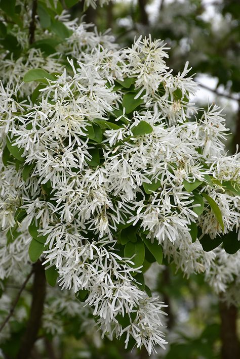 Chinese Fringe Tree, Hospital Garden, Ranch Garden, Painting Plants, Small Evergreen Shrubs, Botanical Journal, Fringe Tree, Landscape Nursery, Evergreen Garden